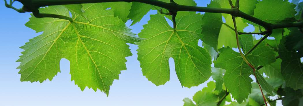 Nel cuore dei nostri vigneti